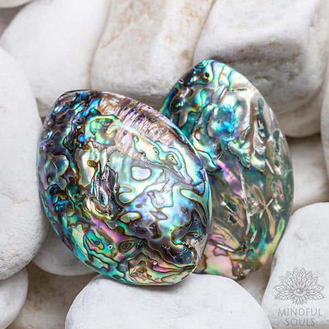 Ocean Abalone Shell