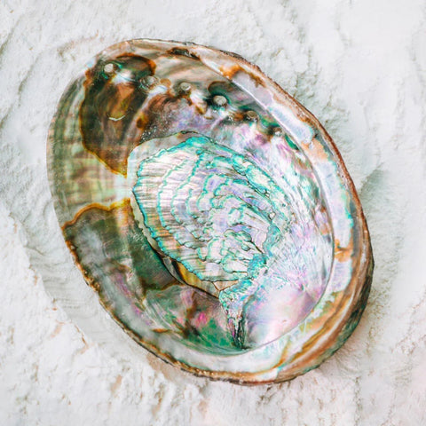 Open Green Abalone Shell